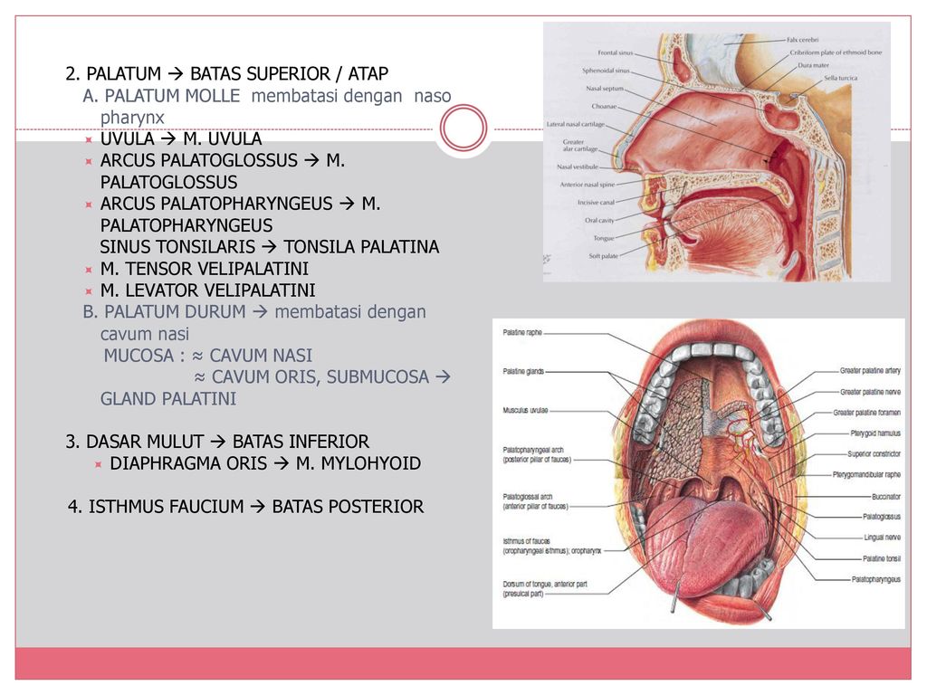 Cavum Oris Fidya DRG. MSI ppt download